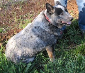 Jet, the Blue Heeler, having a great time scrounging for truffles